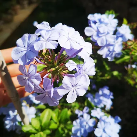 Panorama פיאצה ארמרינה