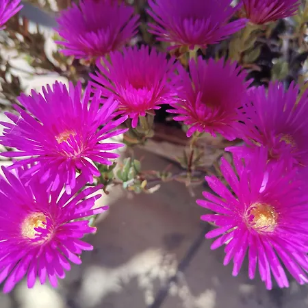 לינה וארוחת בוקר Panorama